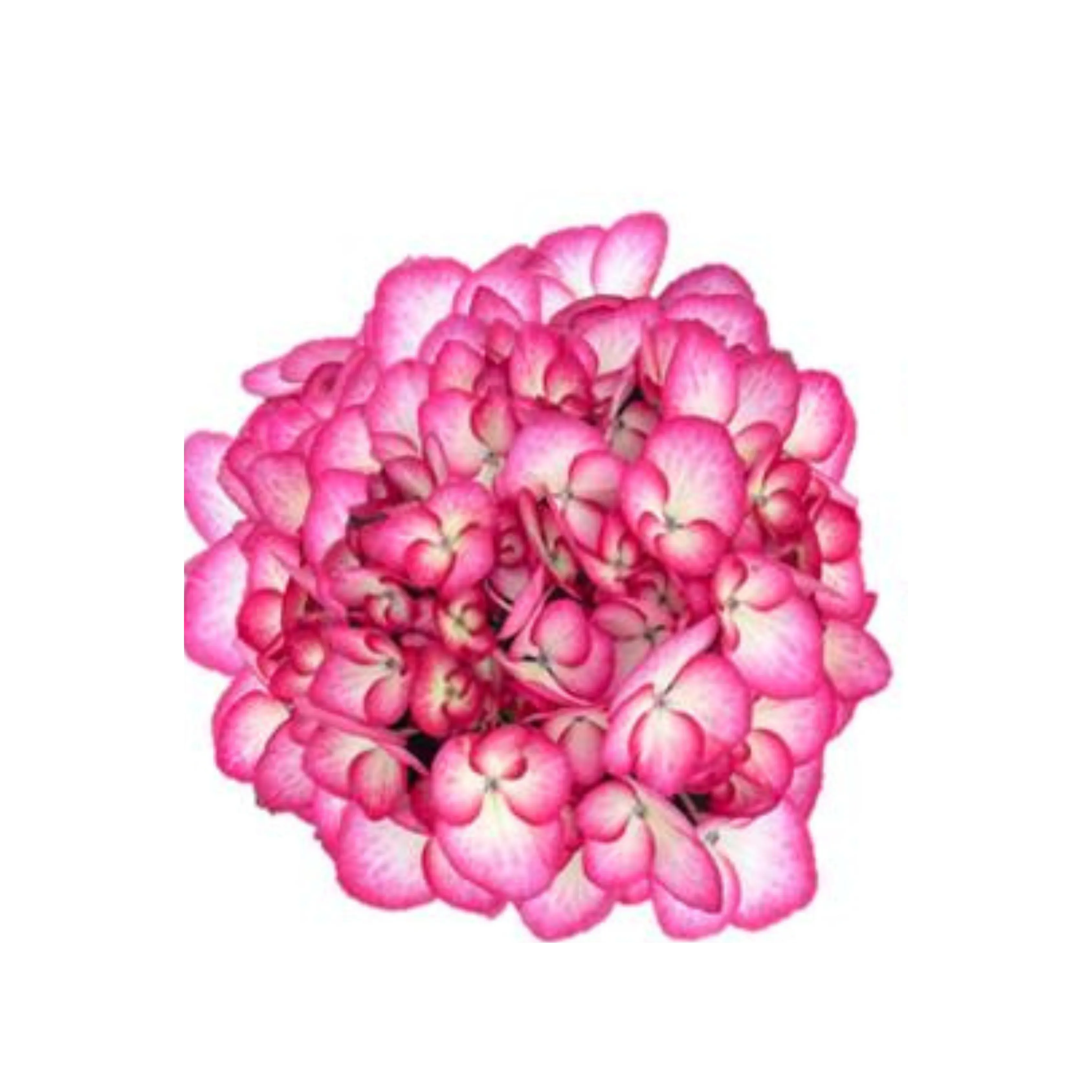 One Floral | Cherry Kiss™